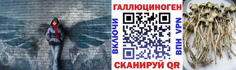 Псилоцибиновые грибы Cubensis  Шуя 